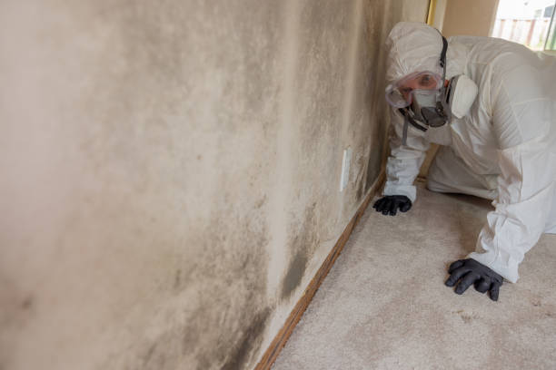 Best Mold Removal for HVAC Installations  in Milroy, PA